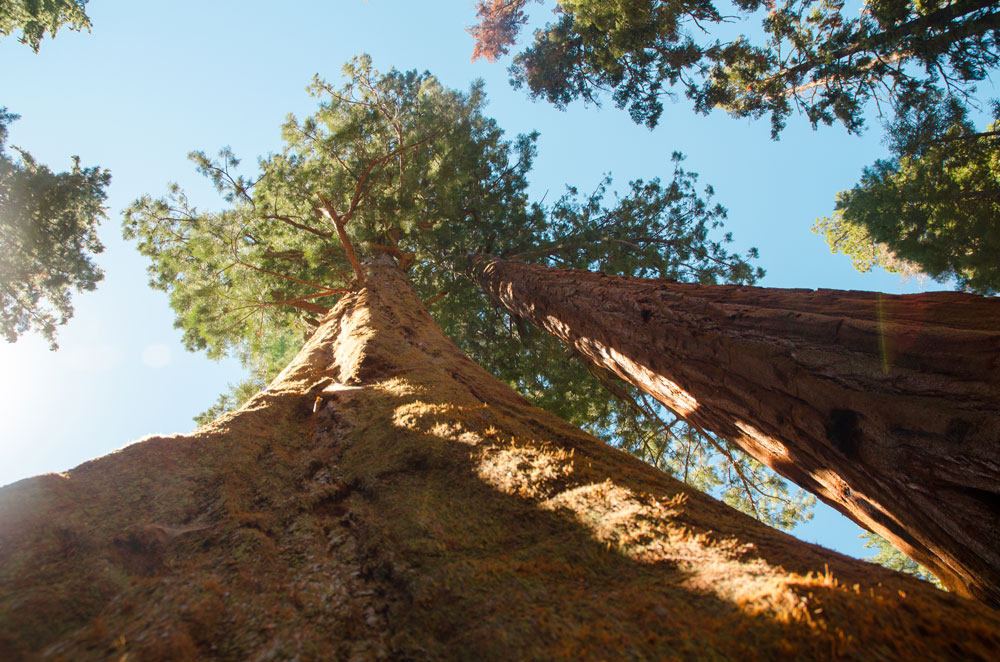 sequoias usa photo by boris hoekmeijer wpml expert
