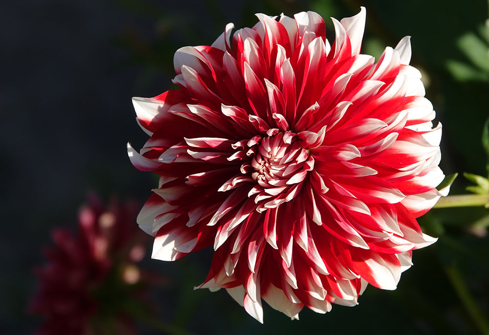 bloemen nederland wpml expert